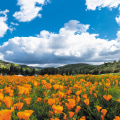Exploring the Invasive Plant Species of Irvine, California's Wildlands