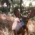 Exploring the Rare Species of Irvine, California's Wildlands