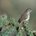 Protecting Threatened Species in Irvine, California