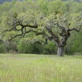 Invasive Species in Irvine, California: What You Need to Know