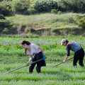 Explore the Incredible Volunteer Opportunities at Irvine Ranch Wildlands