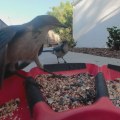 Wild Birds of Irvine, California: A Guide for Birders