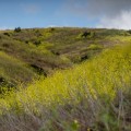 Exploring Wildlands in Irvine, California: A Guide to the City's Open Spaces