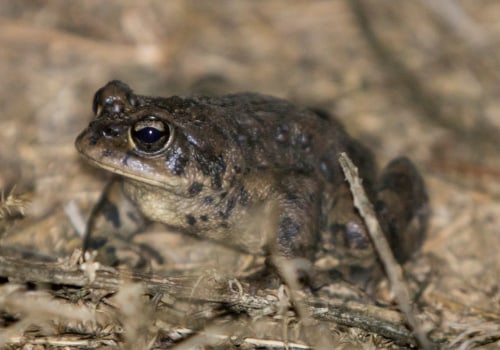 What Amphibians Can Be Found in Wildlands in Irvine, California?