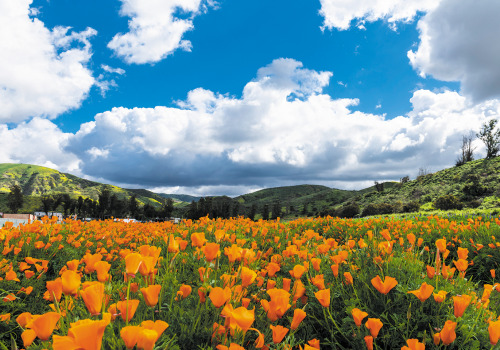 Exploring the Invasive Plant Species of Irvine, California's Wildlands