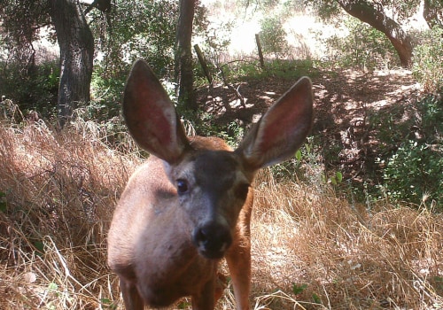 Exploring the Rare Species of Irvine, California's Wildlands