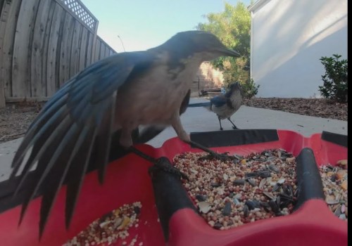 Wild Birds of Irvine, California: A Guide for Birders