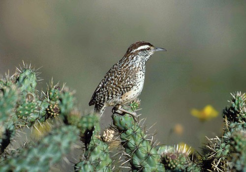Preserving Endangered Habitats in Irvine, California: A Comprehensive Guide