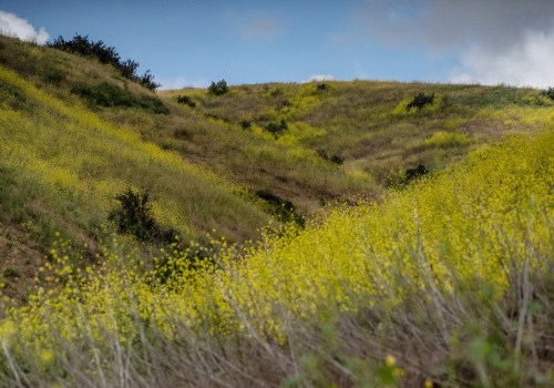 Exploring Wildlands in Irvine, California: A Guide to the City's Open Spaces